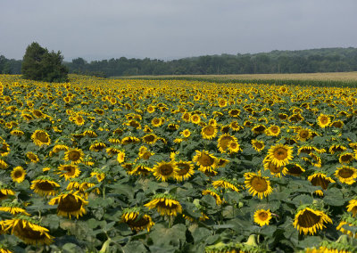 Gibbs Sunflower Farm, Allamuchy NJ