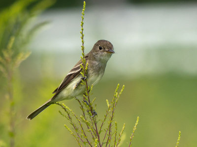 Willow Flycatcher