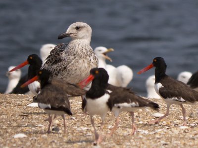 Greater Black-backed Gull (immature) surrounded by Oystercatchers