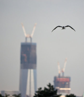 Forster's Tern and One World Trade Center (Freedom Tower)