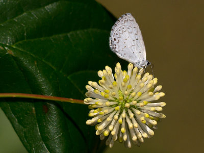 Spring Azure