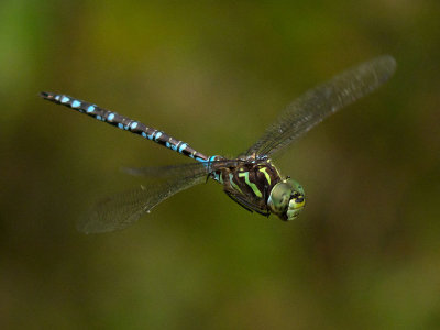 Green-striped Darner