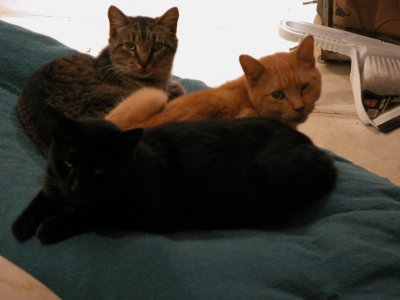 Three cats on cushion