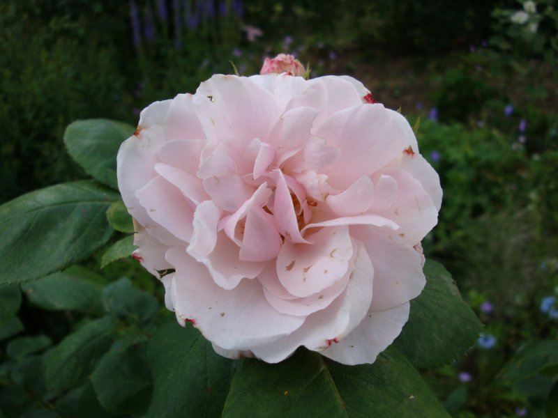 DSC08993.JPG