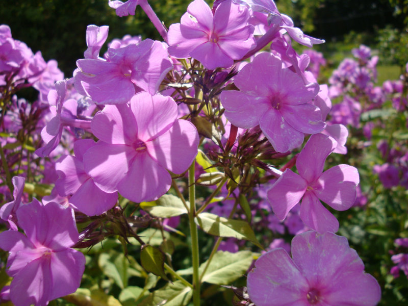 DSC09025.JPG