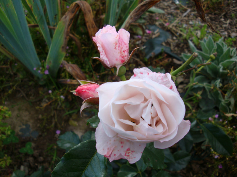 DSC09049.JPG