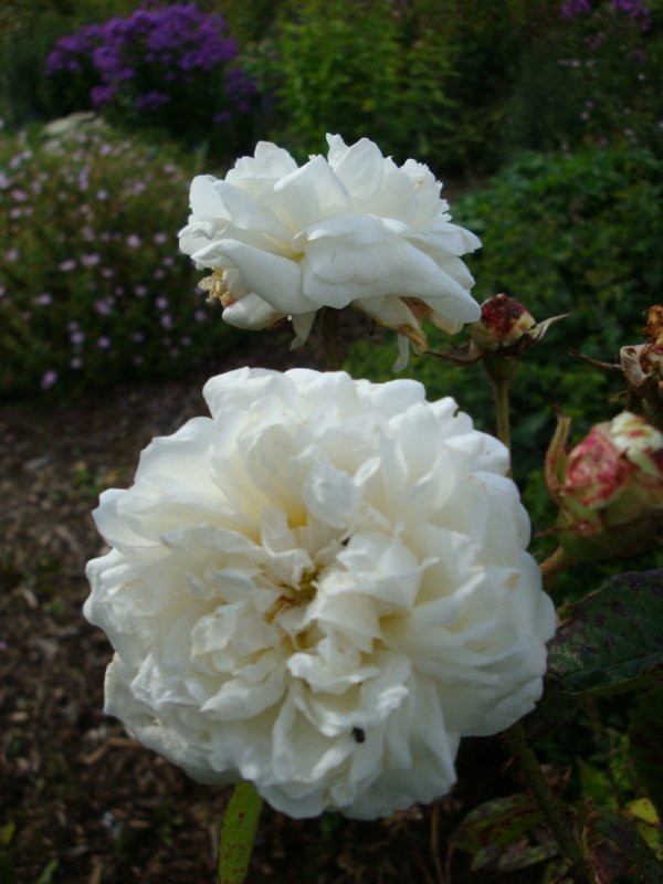 DSC09057 Virge de Clry.JPG