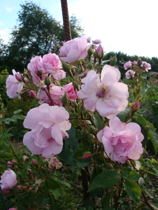 DSC09066.JPG