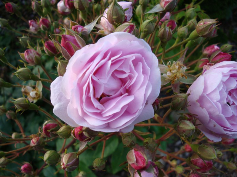 DSC09069 Champneys Pink Cluster.JPG