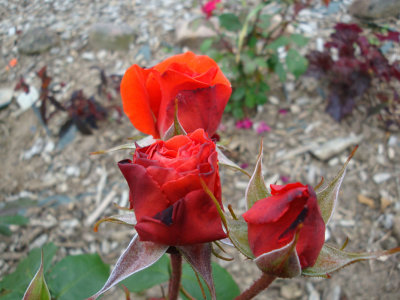 190.jpg