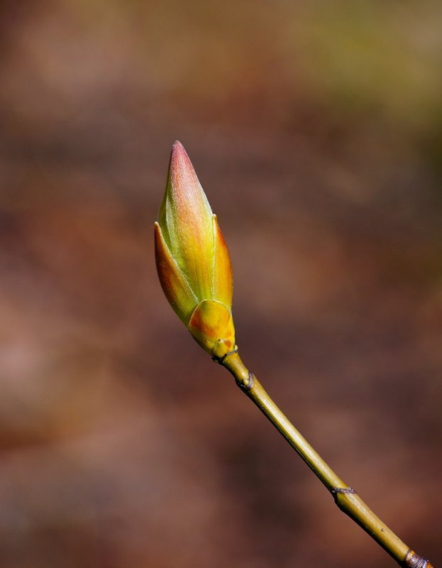 spring bud