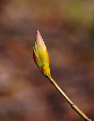 spring bud
