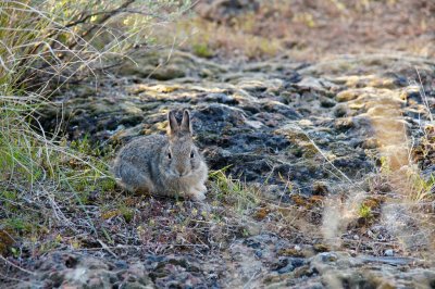 Smith Rock Easter Bunny.jpg