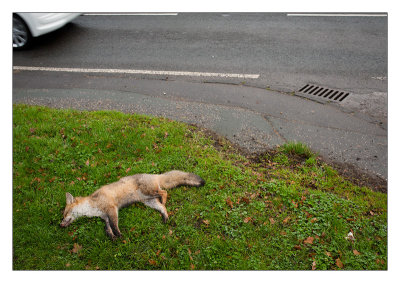 Fox cub