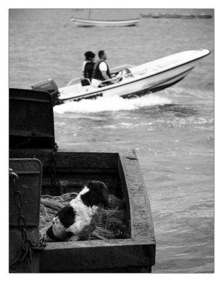 Dog on fishing boat