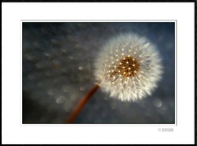 Dandelion