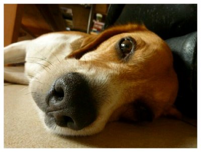 Sweet beagle