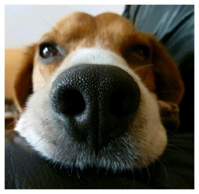 Big beagle nose