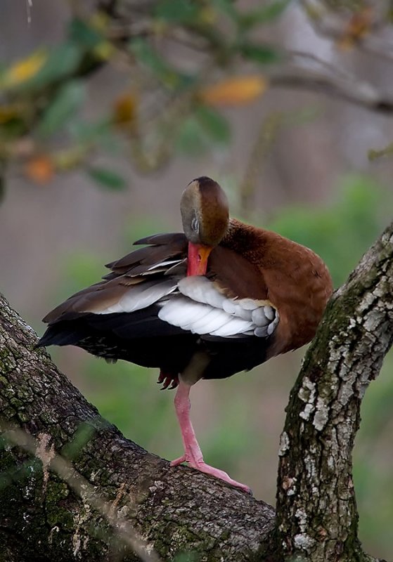 Preening