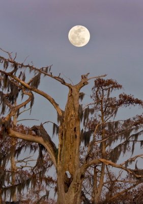 Moonrise over old cypress tree