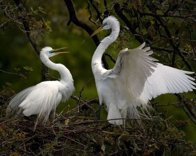 Audubon Rookery March 2011