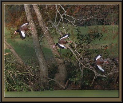 Whistling ducks on the wing