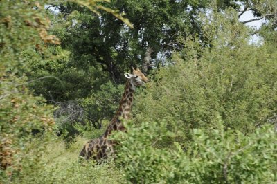 0074krugersa6C.jpg