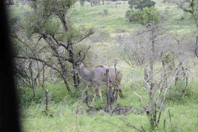 kruger0145.jpg
