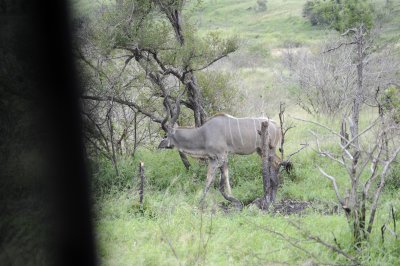 kruger0146.jpg
