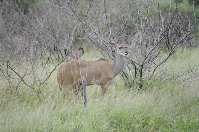 kruger0147.jpg