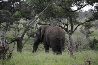 kruger0148.jpg