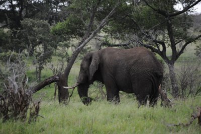 kruger0150.jpg