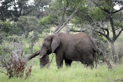 kruger0151.jpg