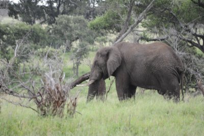 kruger0152.jpg