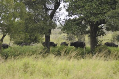 kruger0157.jpg