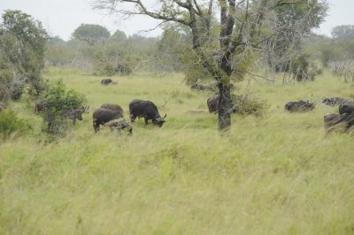 kruger0158.jpg