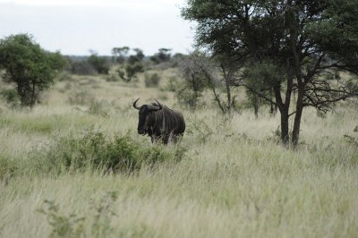 kruger0162.jpg