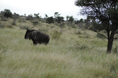 kruger0164.jpg
