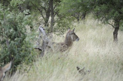 kruger0167.jpg
