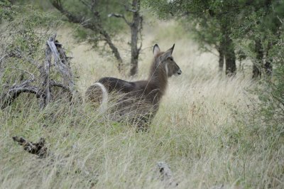 kruger0169.jpg