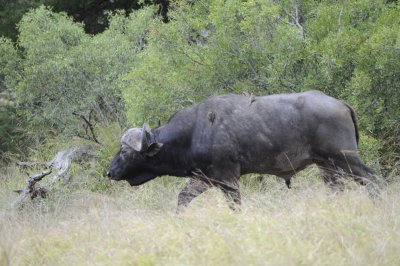 kruger0171.jpg