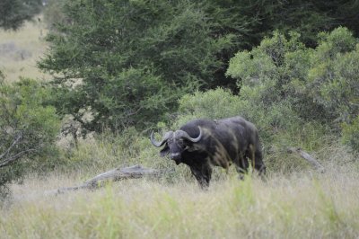 kruger0172.jpg