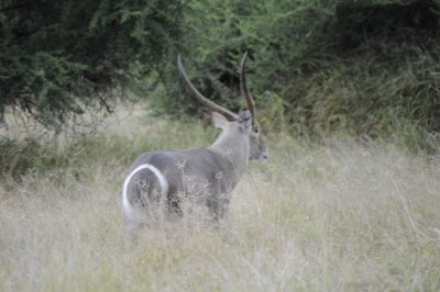 Waterbuck