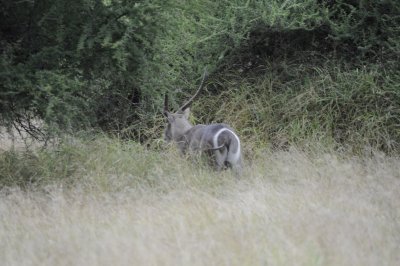 kruger0174.jpg
