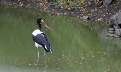 Saddle-billed Stork