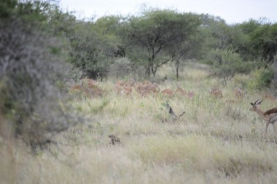 kruger0178.jpg