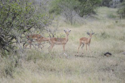kruger0179.jpg
