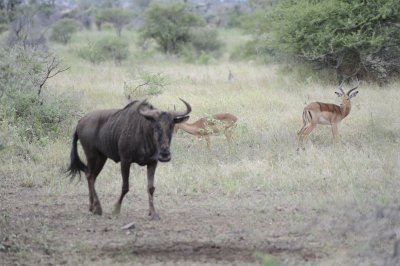 kruger0182.jpg