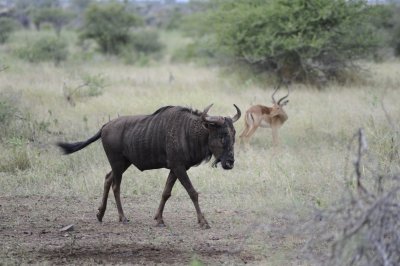 kruger0183.jpg