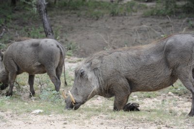 kruger0067.jpg